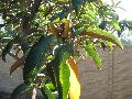Sweet Michelia / Michelia doltsopa